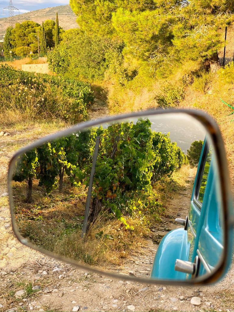 rear view mirror of vineyards nice